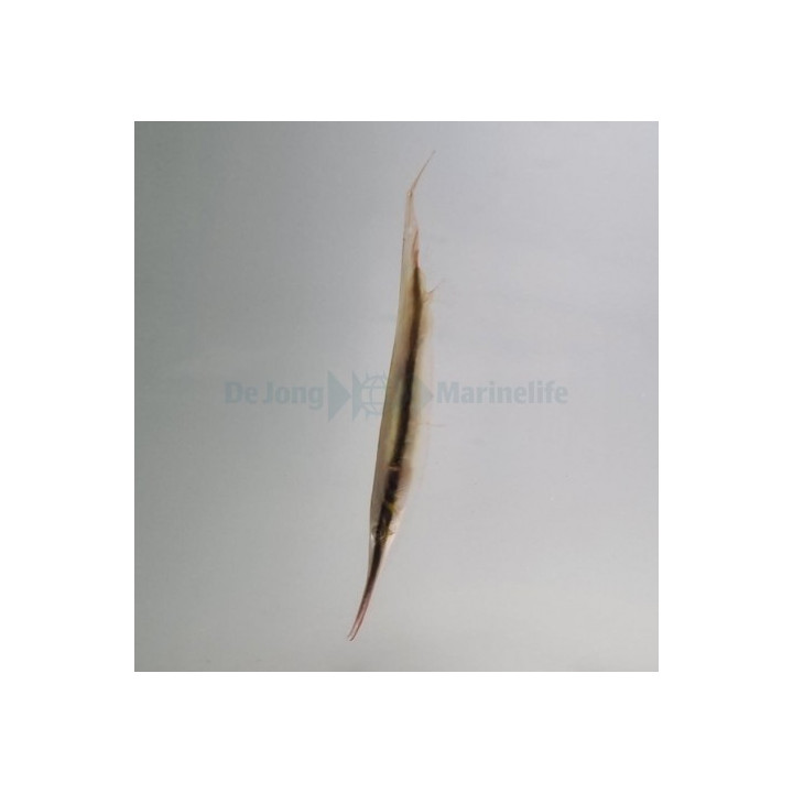 Aeoliscus strigatus - Shrimpfish