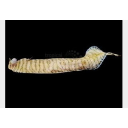 Aesopia cornuta - Flounder - Banded