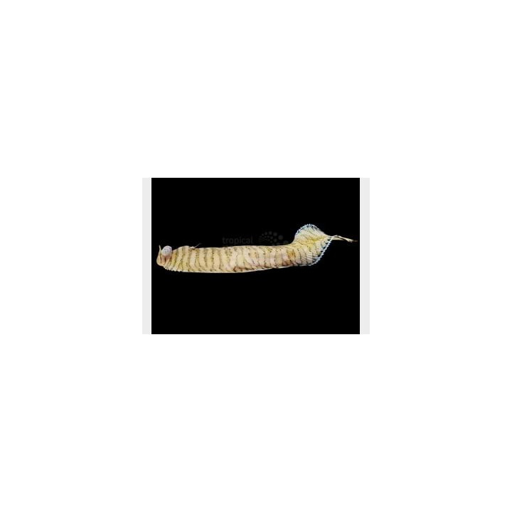 Aesopia cornuta - Flounder - Banded