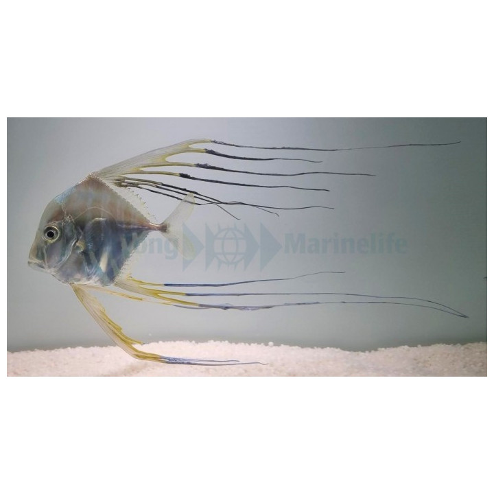 Alectis indica - Threadfin