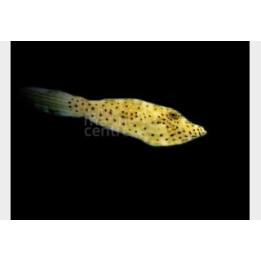 Aluterus scriptus - Scribbled Filefish