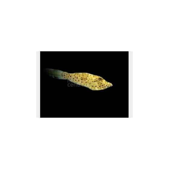 Aluterus scriptus - Scribbled Filefish