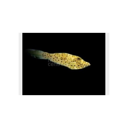 Aluterus scriptus - Scribbled Filefish