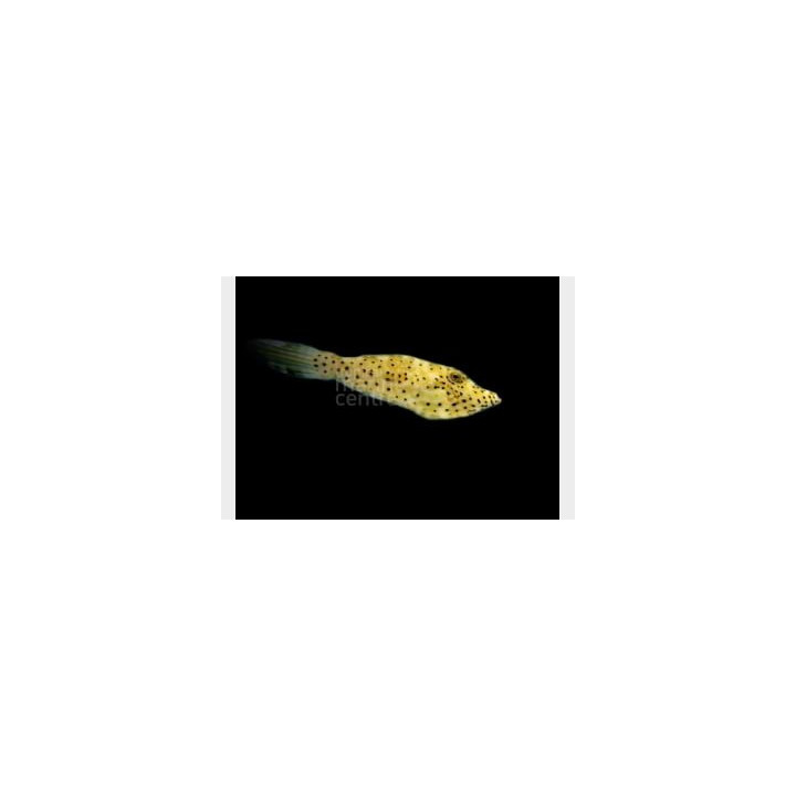 Aluterus scriptus - Scribbled Filefish