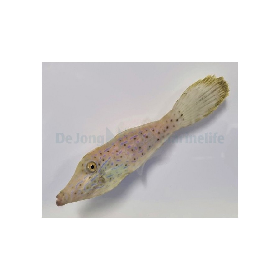 Aluterus scriptus - Scribbled Filefish