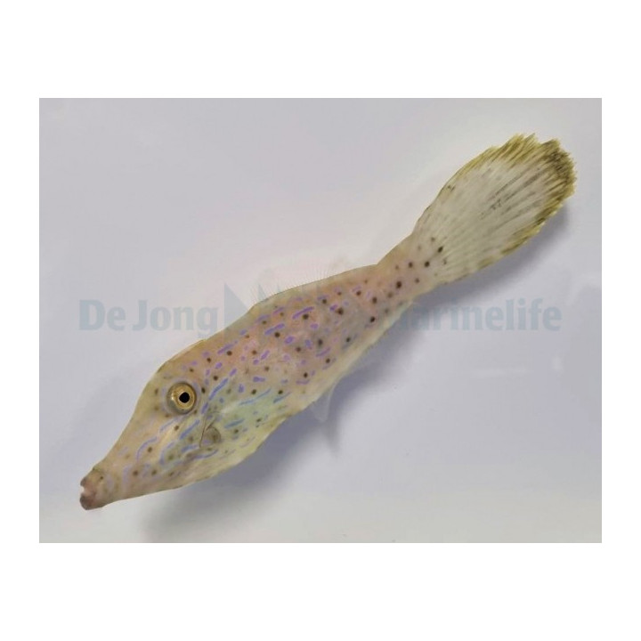 Aluterus scriptus - Scribbled Filefish
