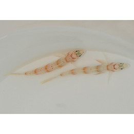 Amblyeleotris diagonalis - Paradise Goby