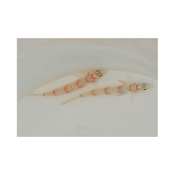 Amblyeleotris diagonalis - Paradise Goby