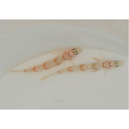 Amblyeleotris diagonalis - Paradise Goby