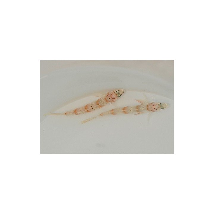 Amblyeleotris diagonalis - Paradise Goby