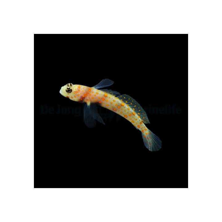 Amblyeleotris guttata - Rubiiniraputokko