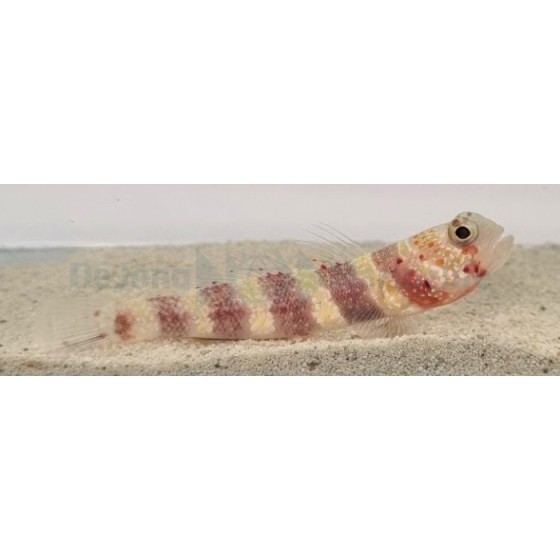 Amblyeleotris wheeleri - Red Banded Goby