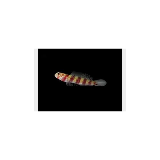 Amblyeleotris wheeleri - Red Banded Goby