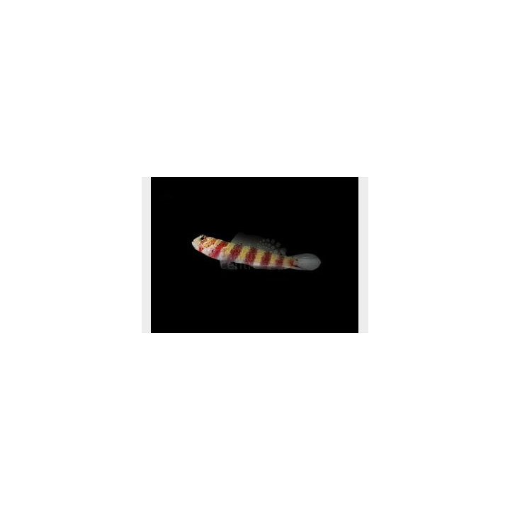 Amblyeleotris wheeleri - Red Banded Goby