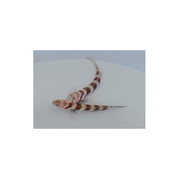 Amblyeleotris wheeleri - Red Banded Goby