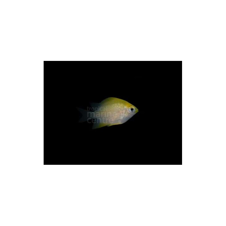 Amblyglyphidodon aureus - Golden Damsel