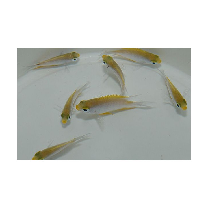 Amblyglyphidodon aureus - Golden Damsel