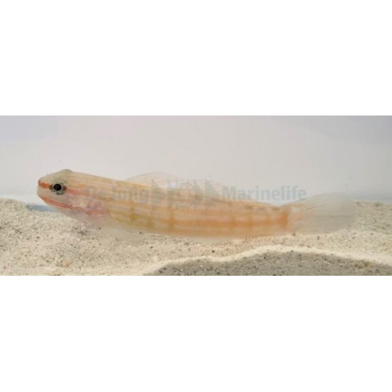 Amblygobius decussatus - Pinkline Goby