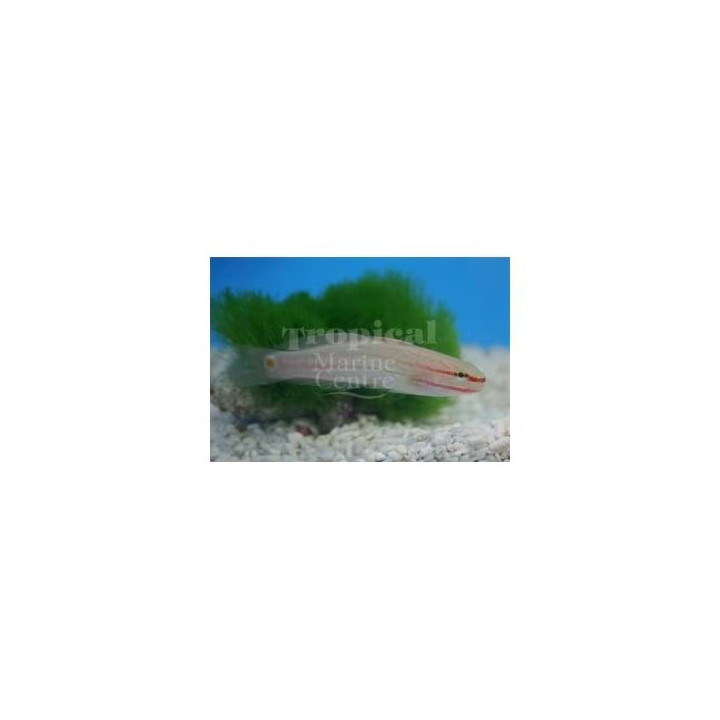 Amblygobius decussatus - Pinkline Goby