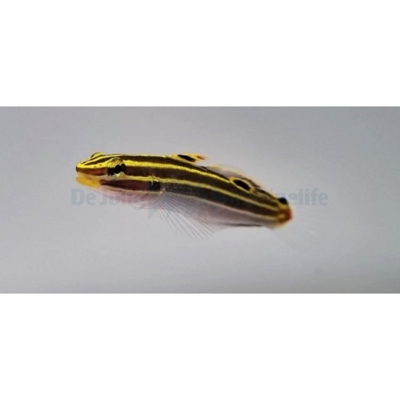 Amblygobius hectori - Court Jester Goby - Gold