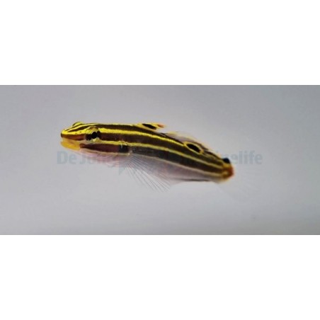 Amblygobius hectori - Court Jester Goby - Gold