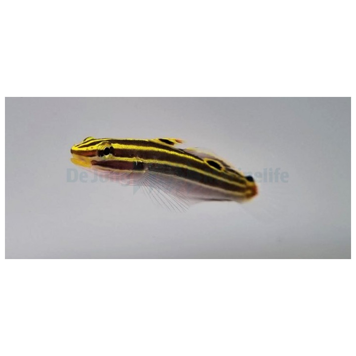 Amblygobius hectori - Court Jester Goby - Gold