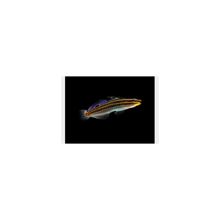 Amblygobius hectori - Court Jester Goby - Gold