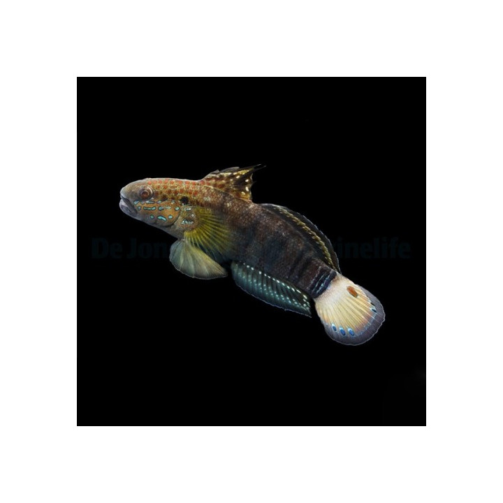 Amblygobius phalaena - Ruskoraitatokko