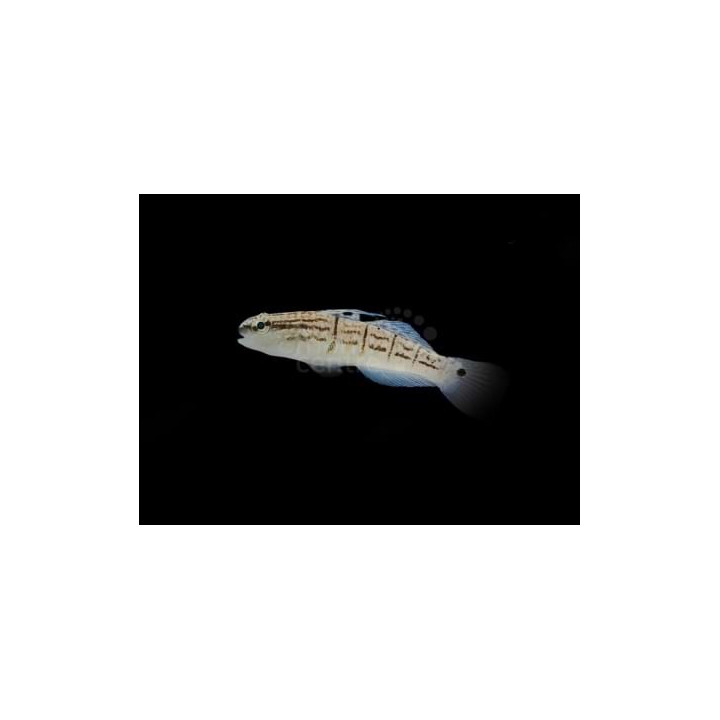 Amblygobius phalaena - Ruskoraitatokko