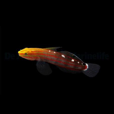 Amblygobius rainfordi - Court Jester Goby