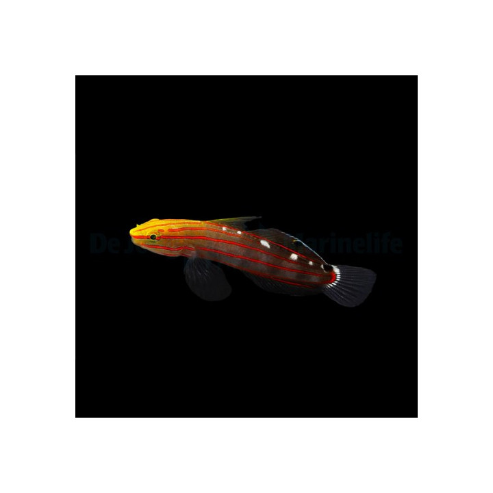 Amblygobius rainfordi - Court Jester Goby