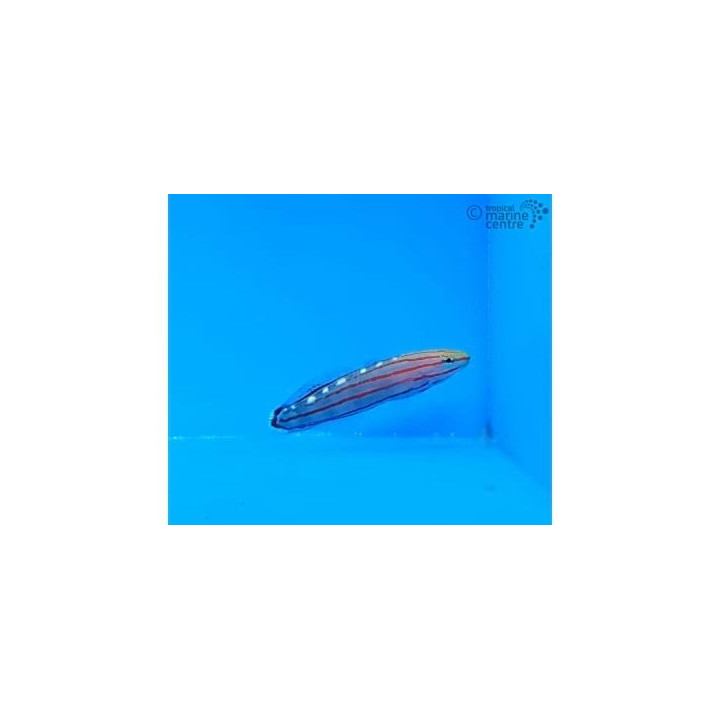 Amblygobius rainfordi - Court Jester Goby