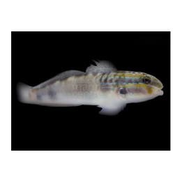Amblygobius stethophthalmus - Watchman Goby - White