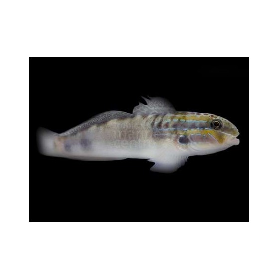 Amblygobius stethophthalmus - Watchman Goby - White