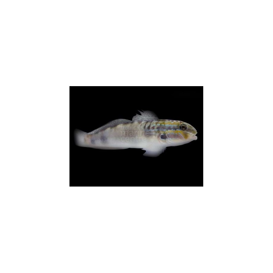 Amblygobius stethophthalmus - Watchman Goby - White