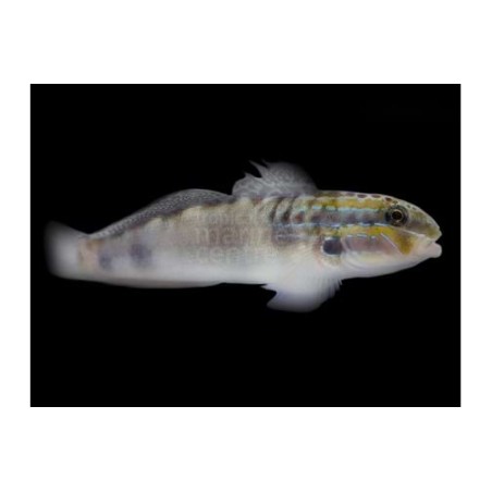 Amblygobius stethophthalmus - Watchman Goby - White