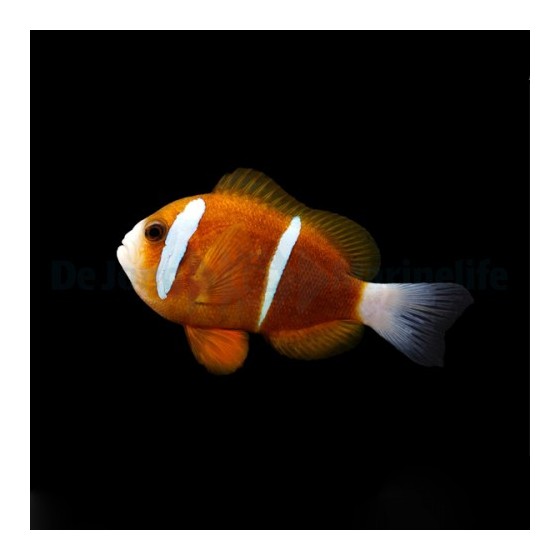 Amphiprion akindynos - Australian vuokkokala