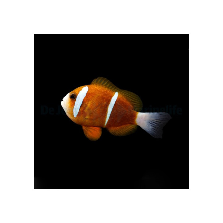 Amphiprion akindynos - Australian vuokkokala