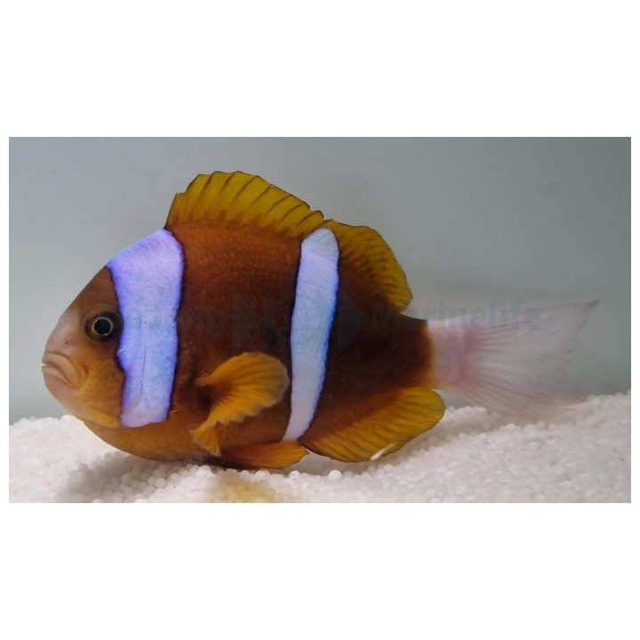Amphiprion akindynos - Australian vuokkokala