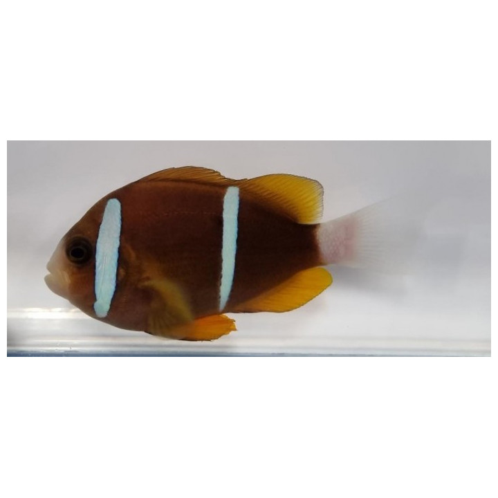 Amphiprion akindynos - Australian vuokkokala