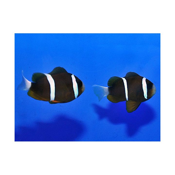 Amphiprion akindynos - Australian vuokkokala
