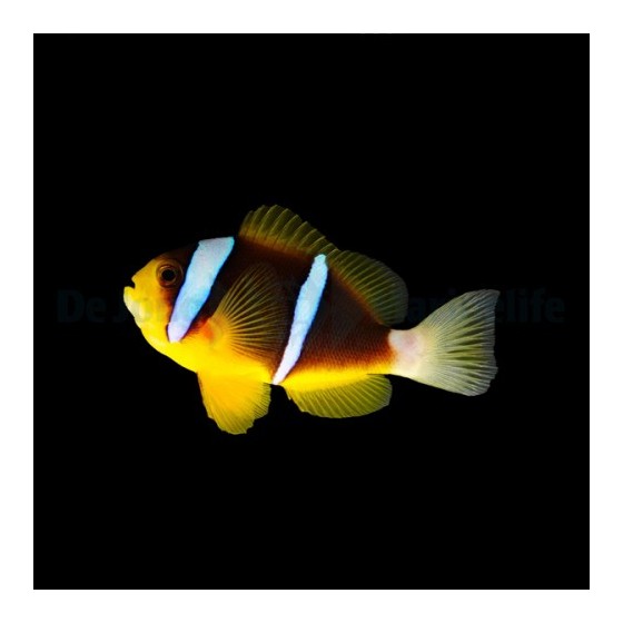 Amphiprion allardi - Tummavuokkokala