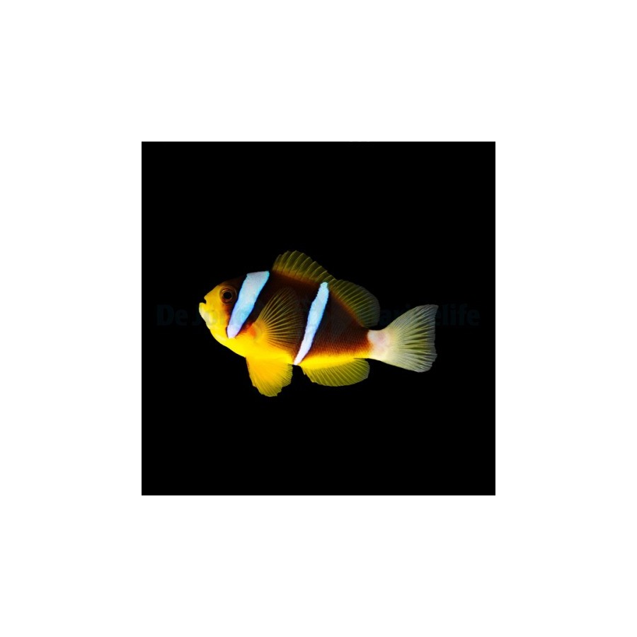 Amphiprion allardi - Tummavuokkokala