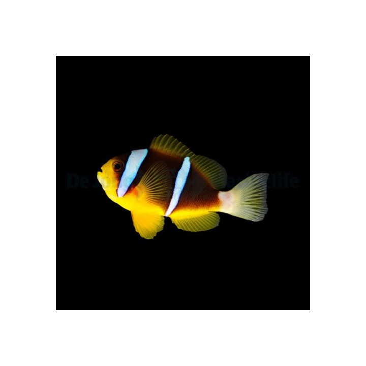 Amphiprion allardi - Tummavuokkokala