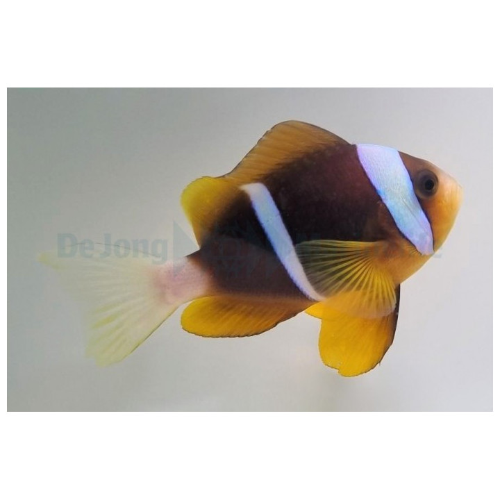 Amphiprion allardi - Tummavuokkokala