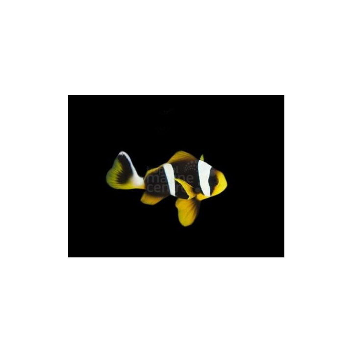 Amphiprion allardi - Tummavuokkokala