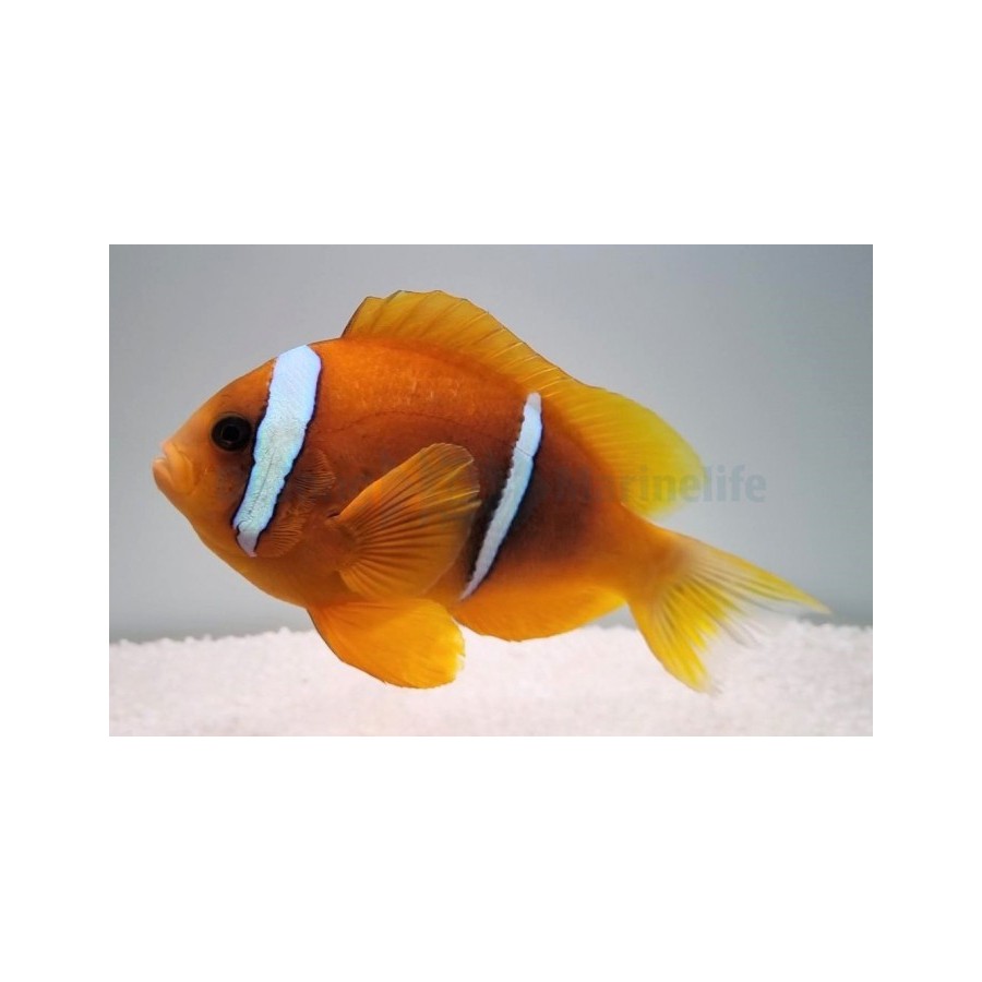 Amphiprion bicinctus - kaksiraitavuokkokala punainen meri