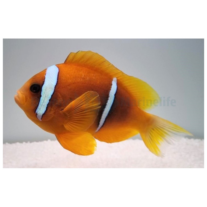 Amphiprion bicinctus - kaksiraitavuokkokala punainen meri