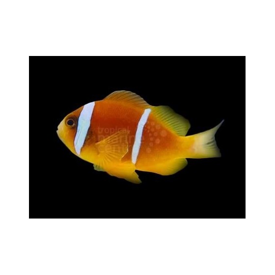 Amphiprion bicinctus - kaksiraitavuokkokala punainen meri