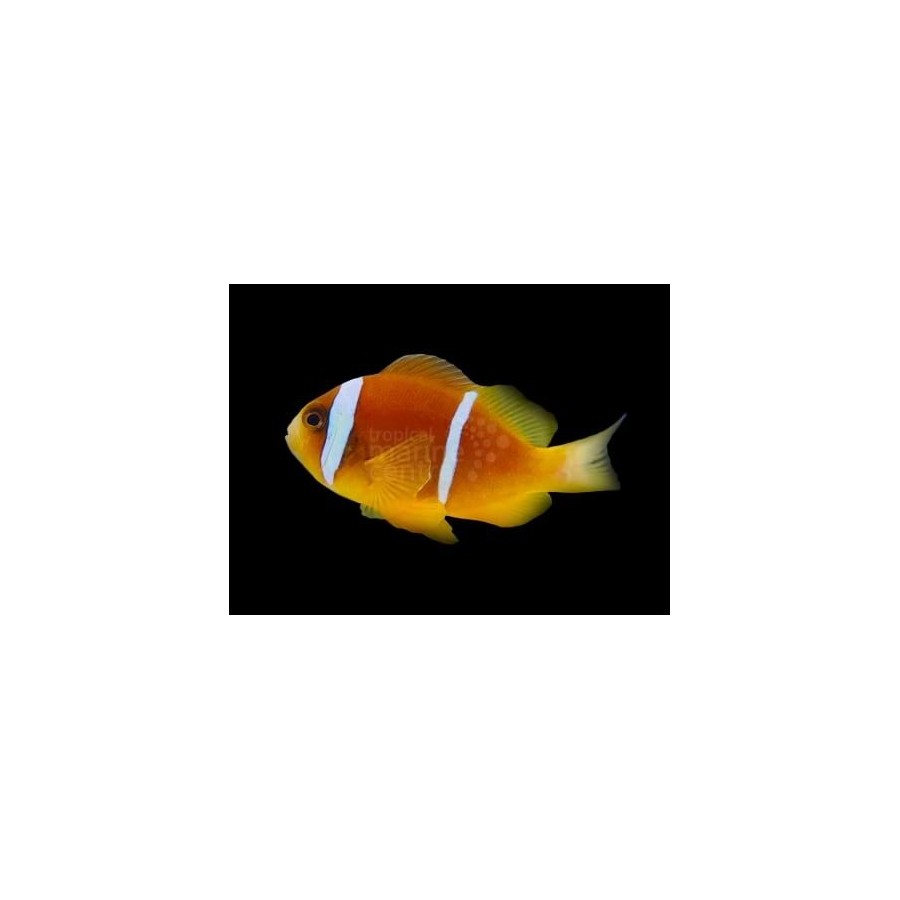 Amphiprion bicinctus - kaksiraitavuokkokala punainen meri